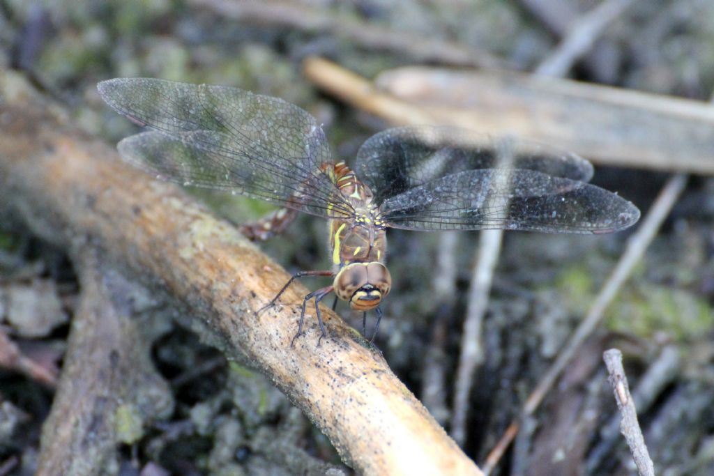 Aeshna mixta,  femmina